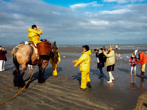 Shrimp Fishing with Horses Belgium