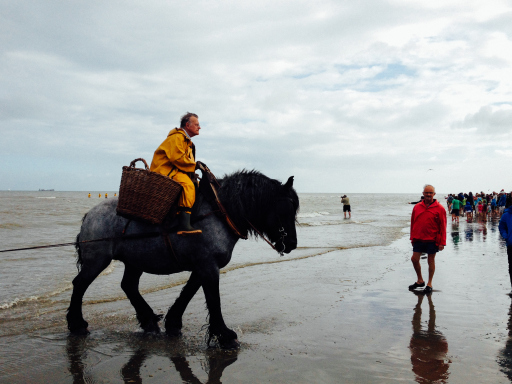 Harvest Horses Shrimp Fishing on Horseback in Oostduinkerke Belgium 