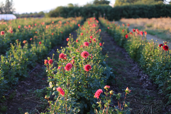 flowers rows floret