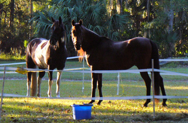 florida horse camping princess place