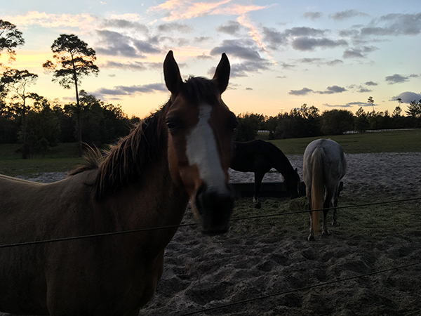Florida horse sunset