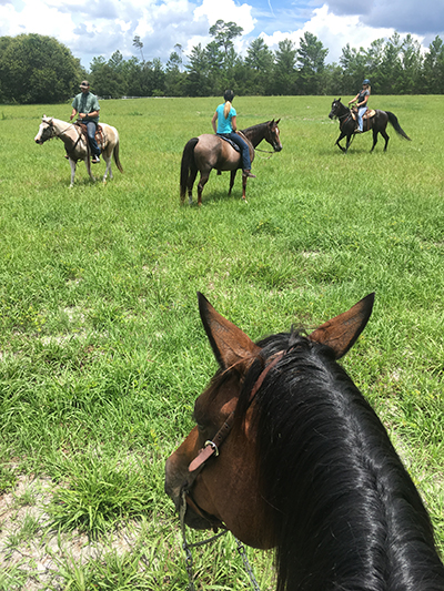 Florida horsemanship Rafter P between the ears