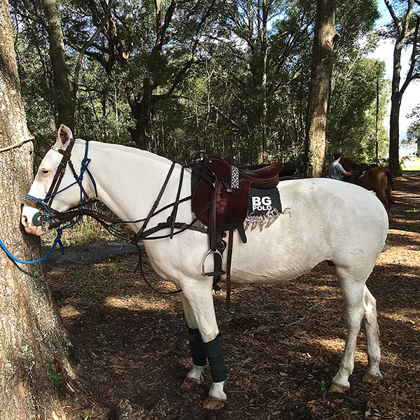 polo pony woods florida