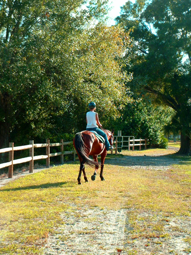 florida pinellas park st petersburg horse riding