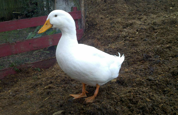 florida wildlife duck