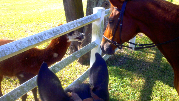 florida horse riding pinellas park alpaca