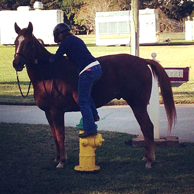 florida horseback pinellas park st petersburg