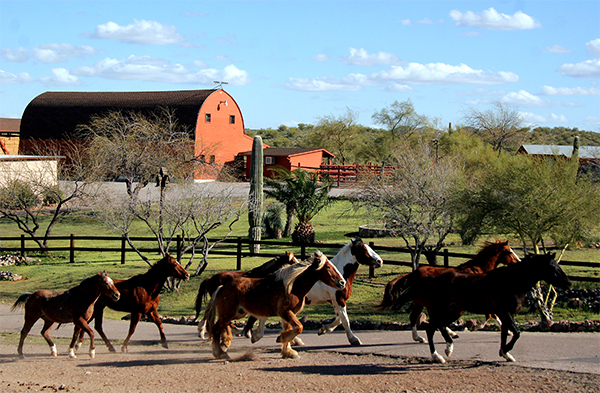 horses and barn at flying e ranch arizona 