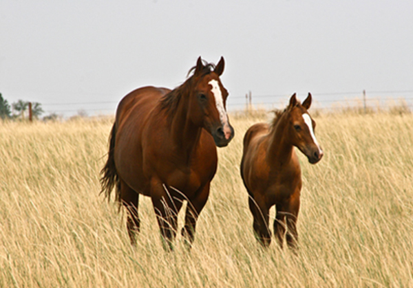 foal and mare in field