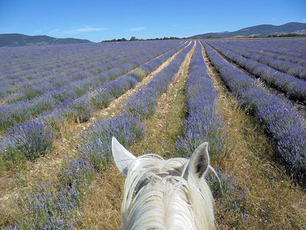 France provence rose