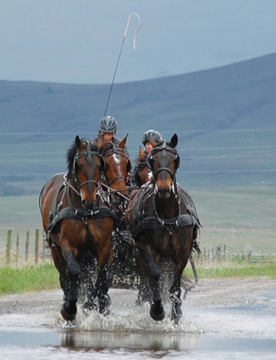 fraser carriage driving school