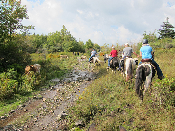 horseback riding with free range longhorn 