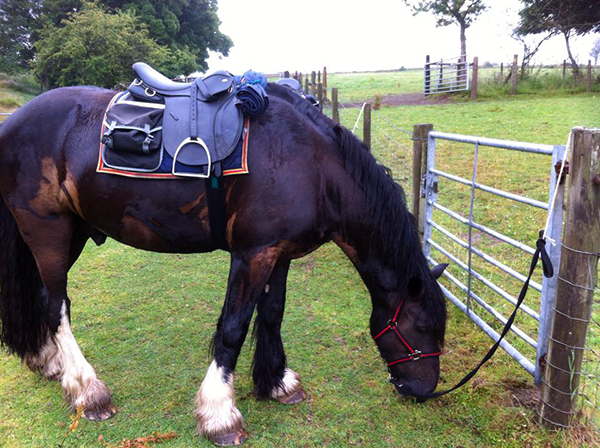 FreeRein Riding Holidays horses in Wales