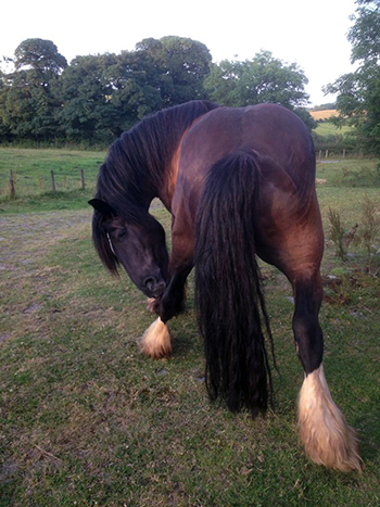 FreeRein Riding Vacations UK