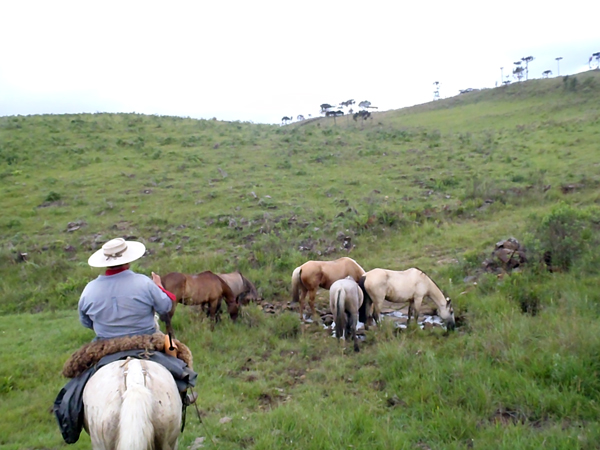 gaucho brazil riding holidays