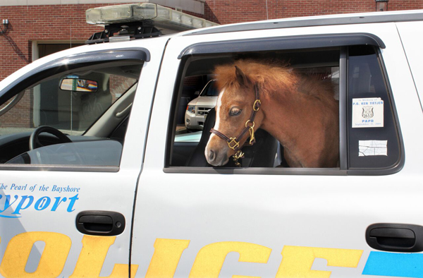 Mini Therapy Horse in Truck