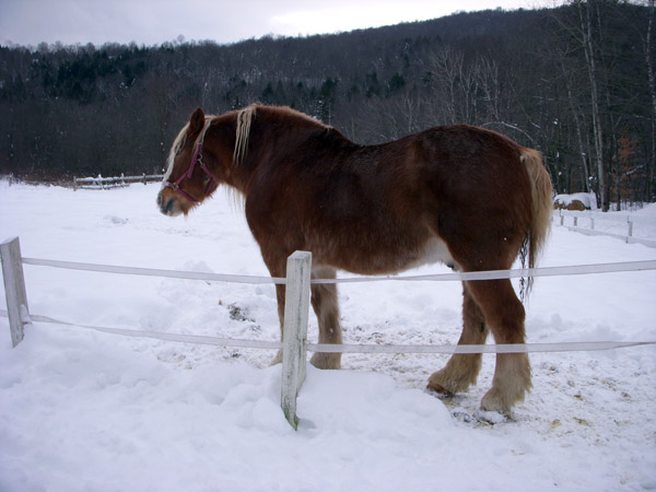 gentle giants horses