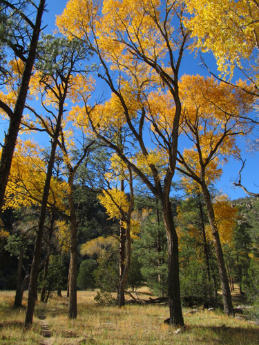 geronimo trail ranch new mexico Narrowleaf Cottonwoods