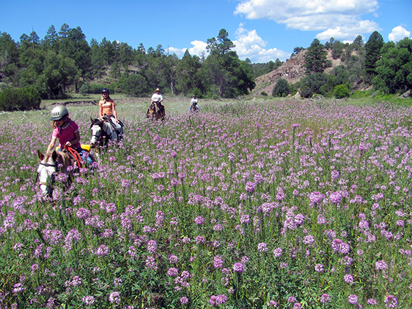 gila national forest wildflowers