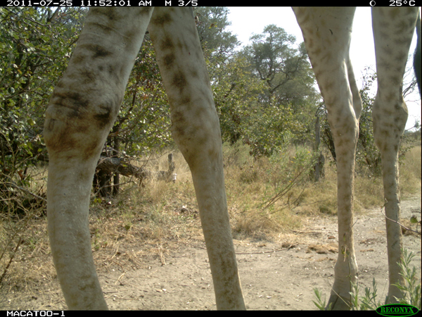 Giraffe in the Okavango