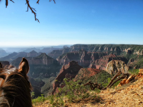 Horseback Riding The Grand Canyons North Rim Equitrekking