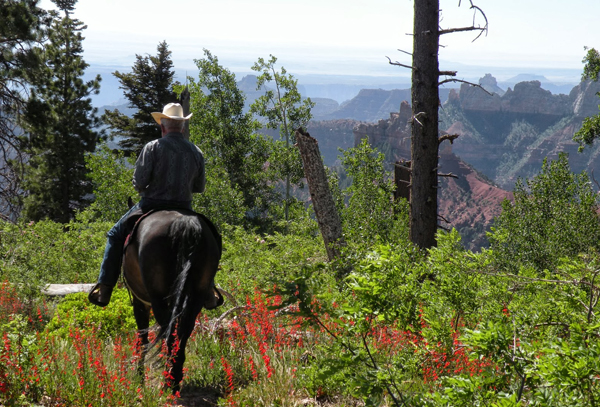 grand canyon horseback trails