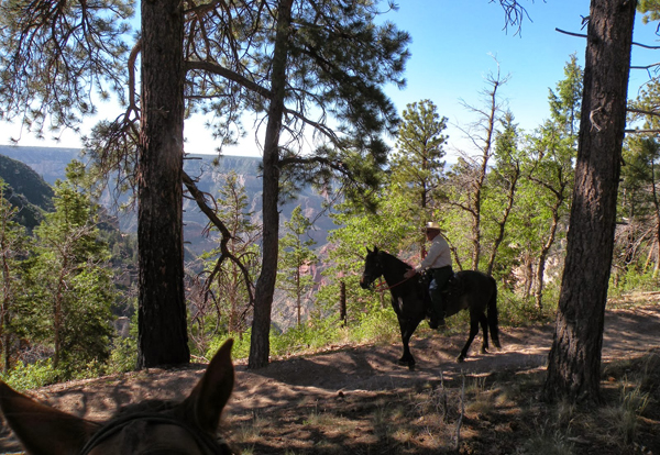 Horseback Riding The Grand Canyons North Rim Equitrekking