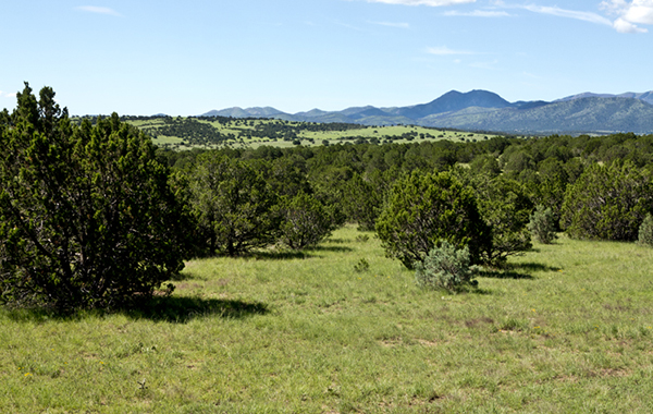 green ranchmans camp nm