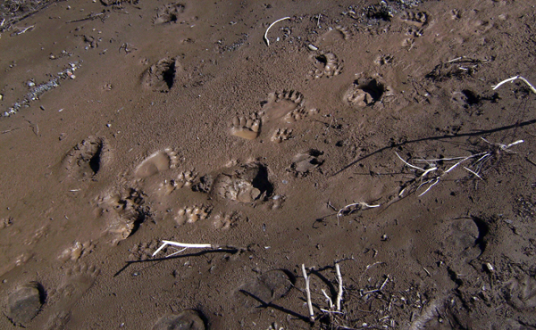 Grizzly tracks