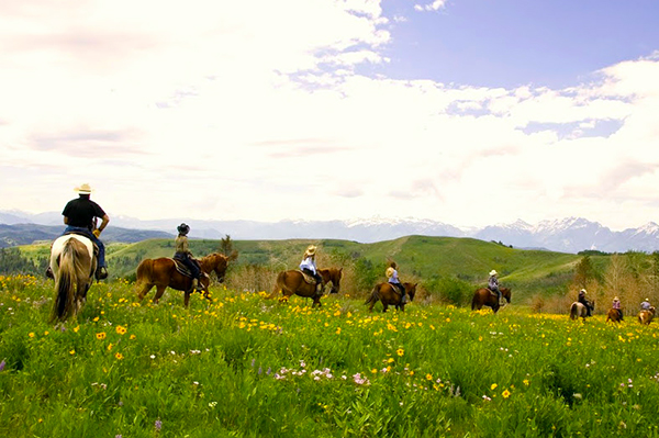 Gros Ventre River Ranch wildflowers