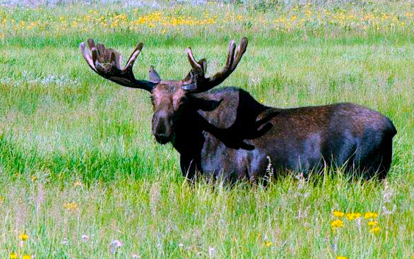 Gros Ventre River Ranch wildlife