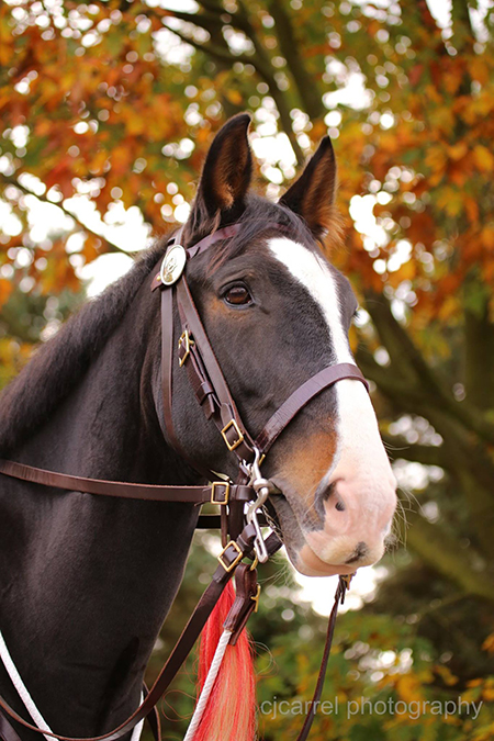 headshot of british cavalry horse 