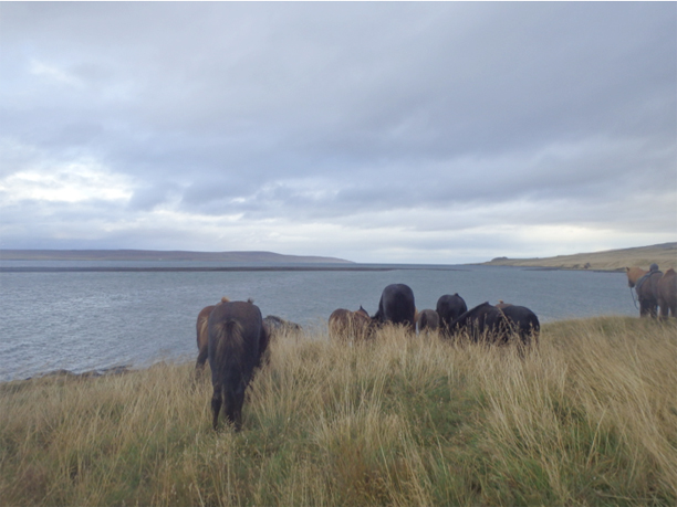 free running herd of icelandic horses