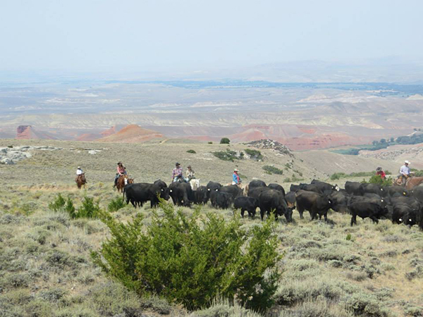 Hideout ranch cattle drives wyoming