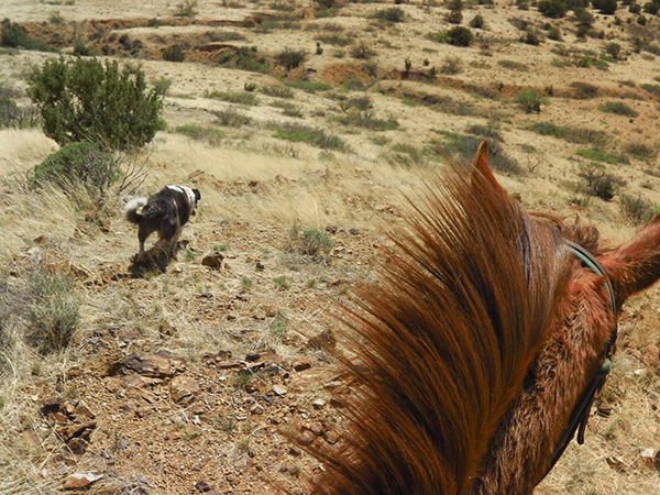 hideout ranch dogs