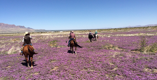 Hideout Ranch Arizona mewadows