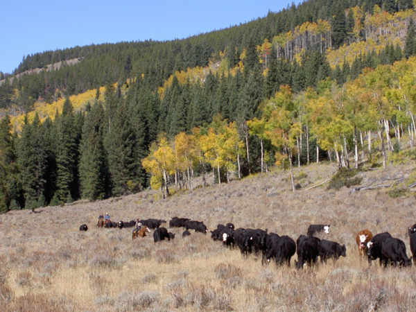 hideout ranch cattle drive wyoming