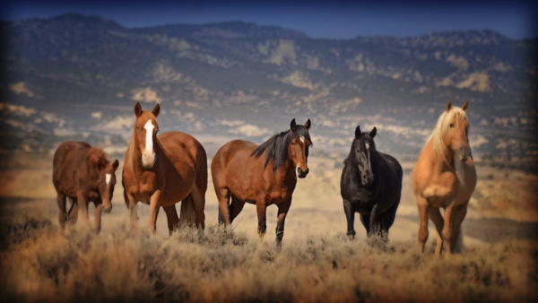 wild horses