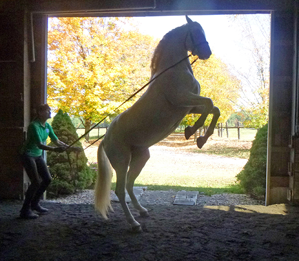 Classicus Farm Virginia Dressage Vacation Travel