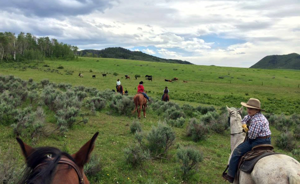 Home Ranch cattle work