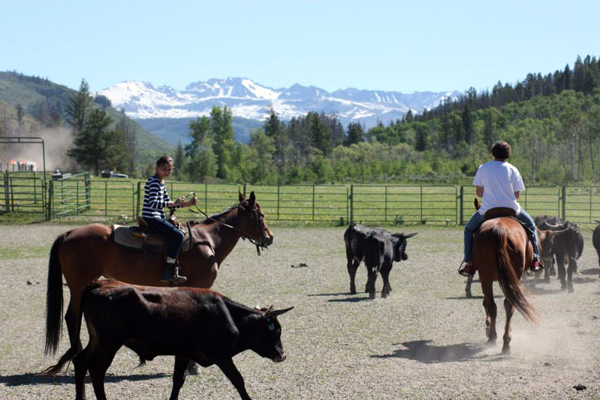 home ranch cattle work