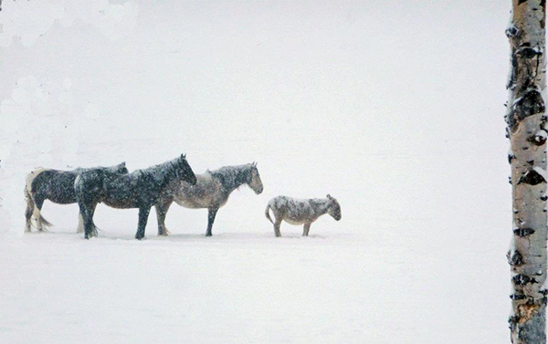 home ranch snow horses