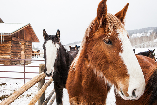 Home Ranch winter horses Colorado