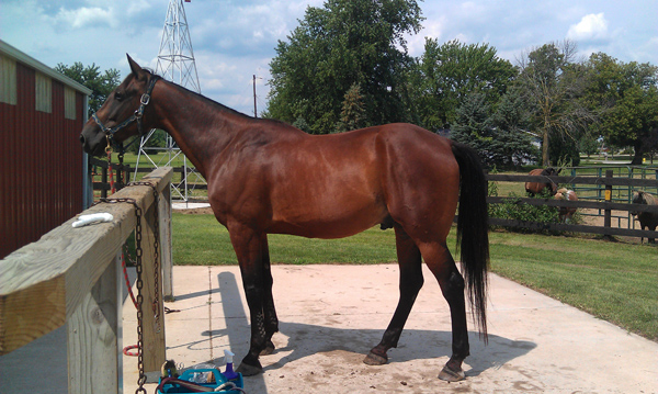 homie American Standardbred horse