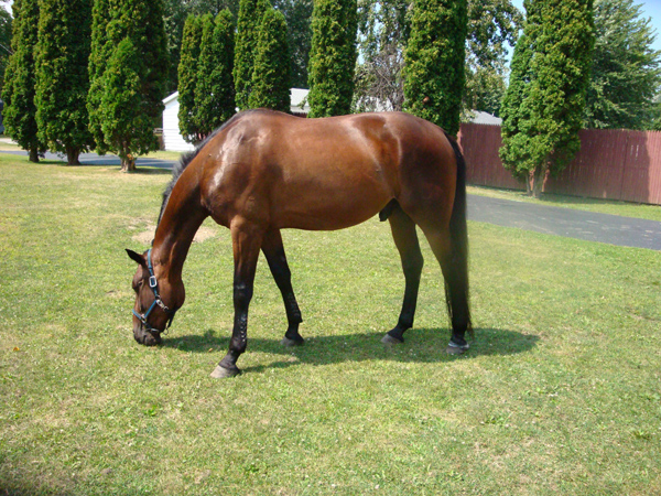 american standardbred horse