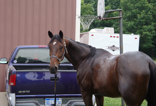 homie american standardbred horse breed