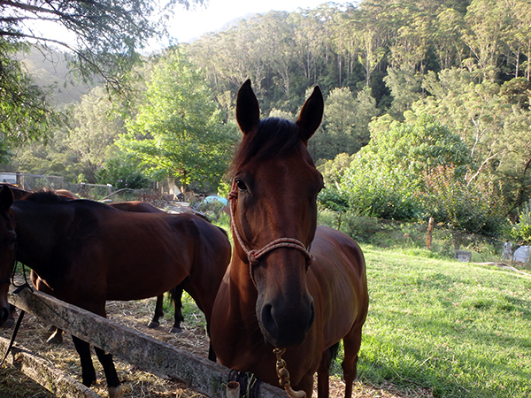 horse adoption story