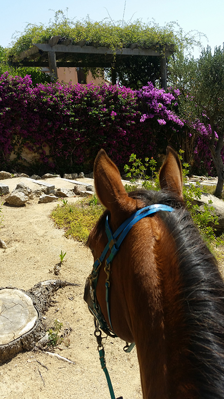 between the ears view from horseback of spanish bougainvillea in catalonia 