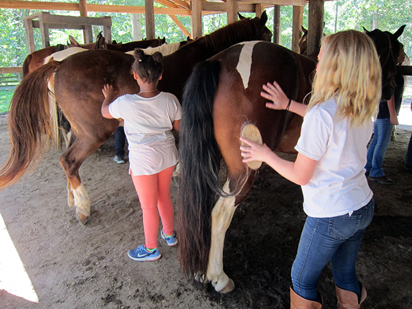 horse camp leading and grooming