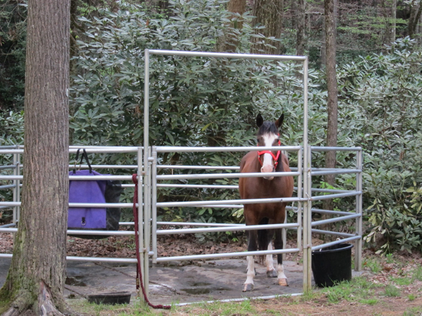 horse corral at camp creek state park and forest west virginia 